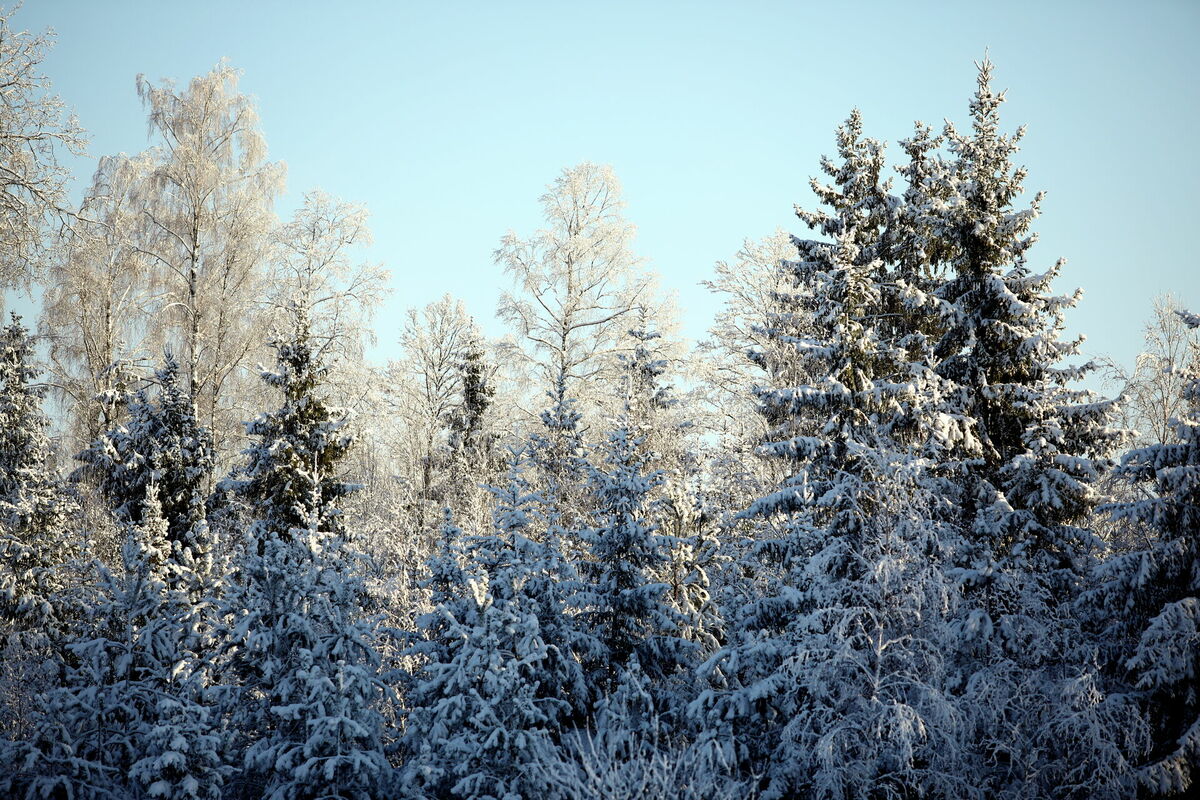 Piesnidzis mežs ziemā. Foto: Ieva Leiniša/LETA