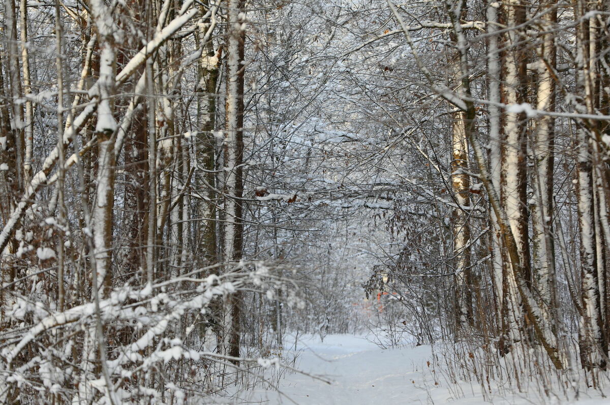 Mežs ziemā. Foto: Evija Trifanova/LETA