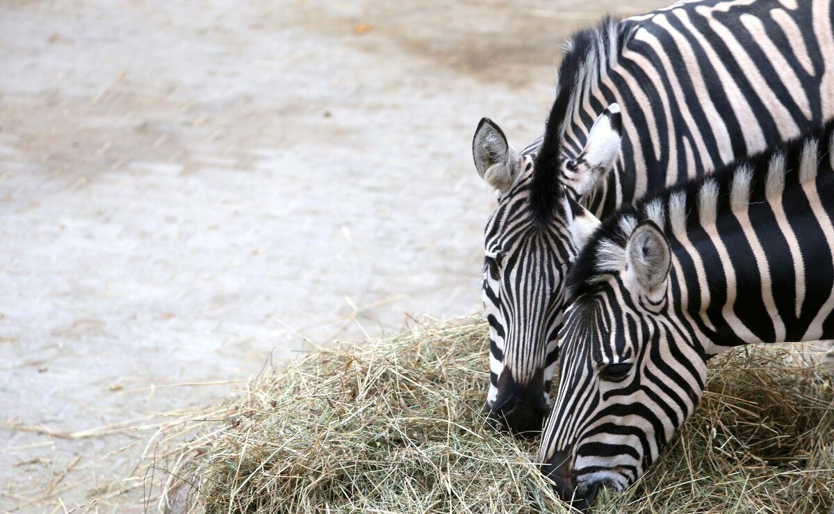 Zebras Rīgas zoodārzā. Foto: Paula Čurkste/LETA