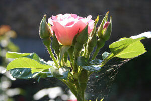 Jāņa Uzulnieka rožu stādu audzētava