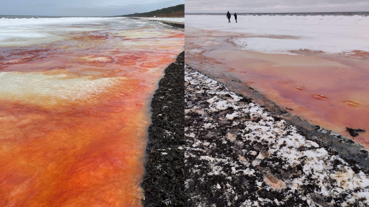 Jūrmalas piekrastes ūdenī konstatēts sarkanas krāsas pigments - izskalotas sārtaļģes. Foto: Valsts vides dienests