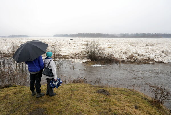 Plūdi Pļaviņu un Jēkabpils apriņķī. Foto: Evija Trifanova/LETA