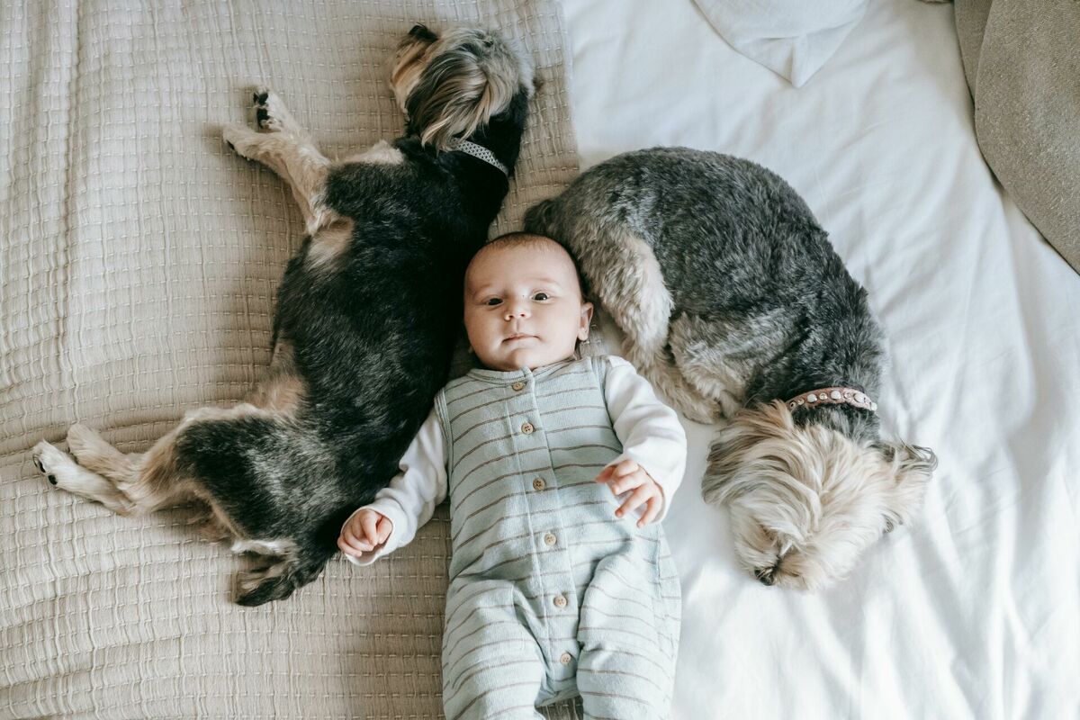 Suņi un bērns. Foto: Pexels