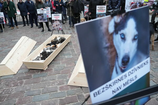 Dzīvnieku aizsardzības organizācija rīko piketu pie Saeimas ēkas, lai pieprasītu mīļdzīvnieku audzētāju kontroli. Foto: Edijs Pālens/LETA