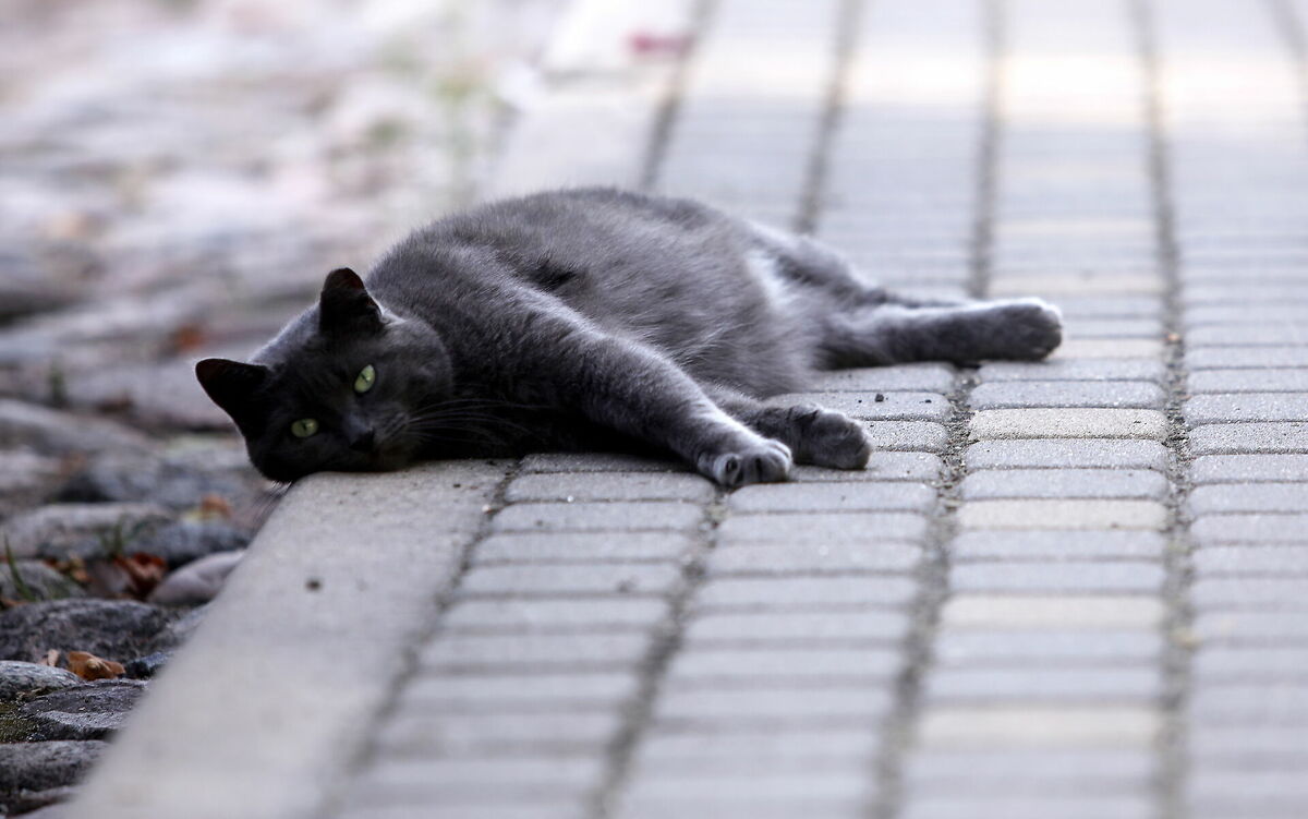 Kaķis. Foto: Paula Čurkste/LETA