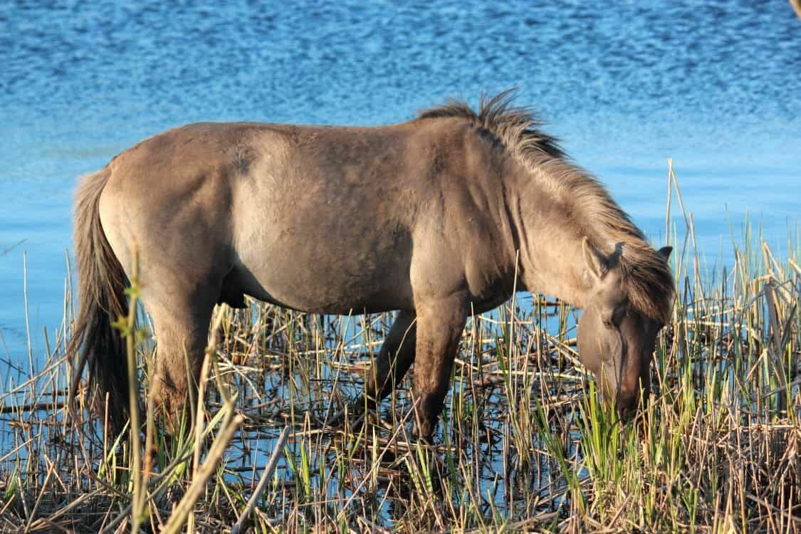 Savvaļas zirgs. Foto: Jelgavas pilsētas publicitātes attēls