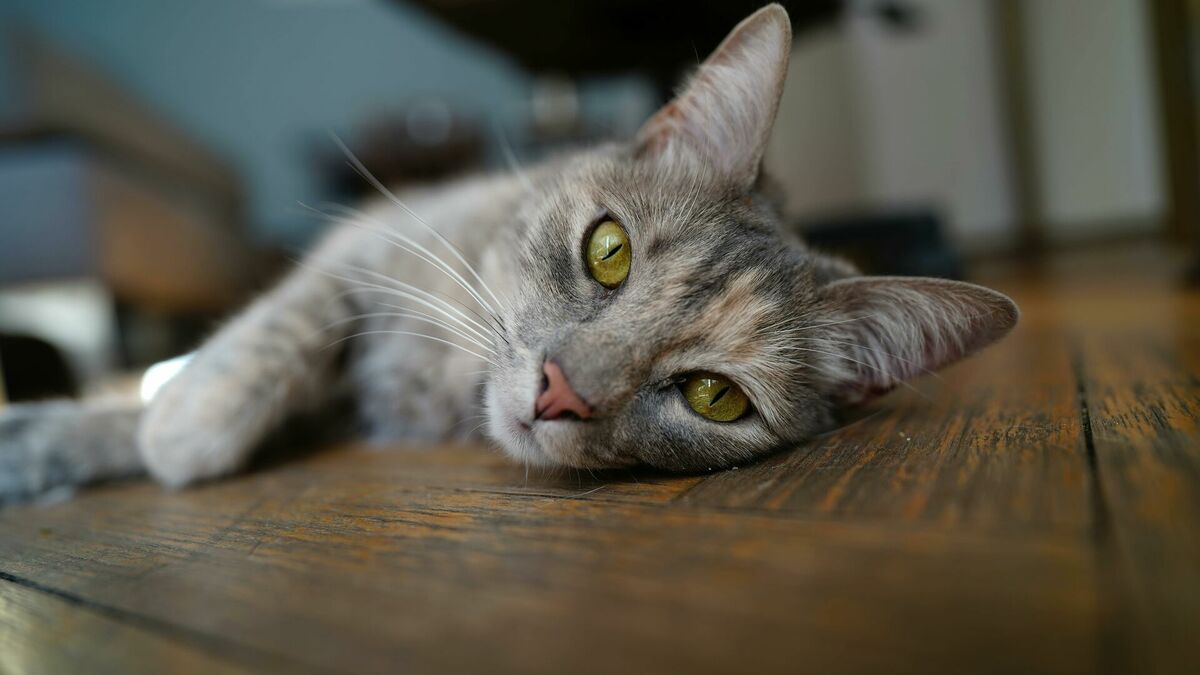 Kaķis. Foto: Pexels