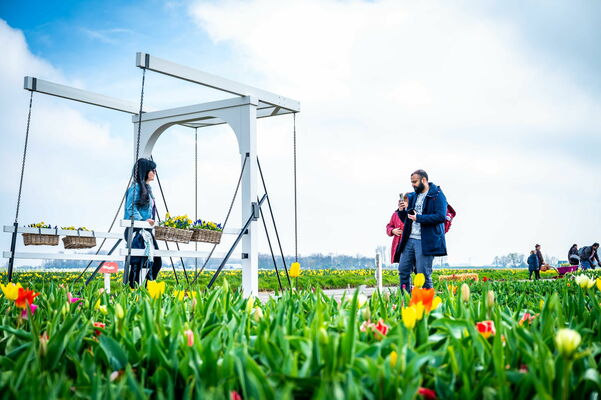 Nīderlandē zied tulpes. Foto: EPA/Josh Walet