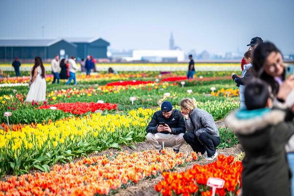 Nīderlandē zied tulpes. Foto: EPA/Josh Walet