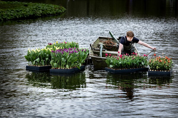 Nīderlandē zied tulpes. Foto: EPA/RAMON VAN FLYMEN