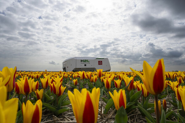Nīderlandē zied tulpes. Foto: AP Photo/Peter Dejong