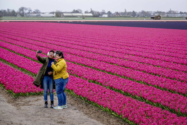Nīderlandē zied tulpes. Foto: EPA/ROBIN UTRECHT