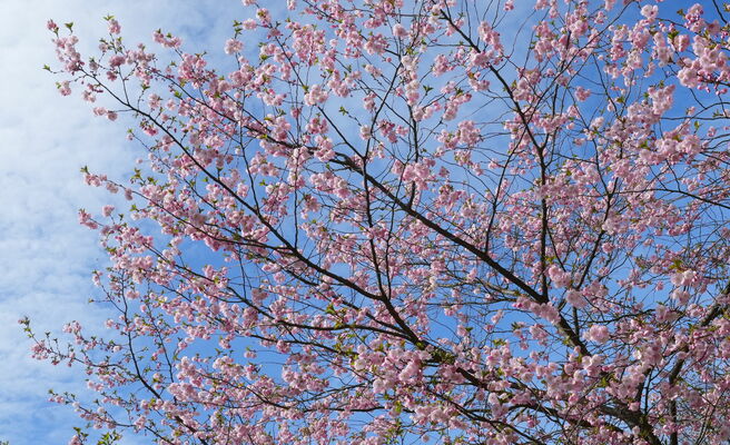 Sakuras Uzvaras parkā. Foto: Evija Trifanova/LETA
