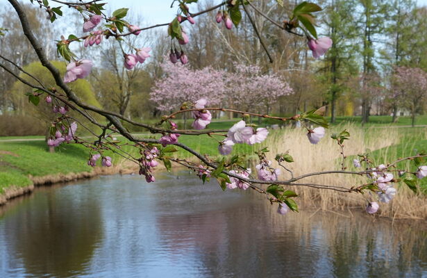 Sakuras Uzvaras parkā. Foto: Evija Trifanova/LETA