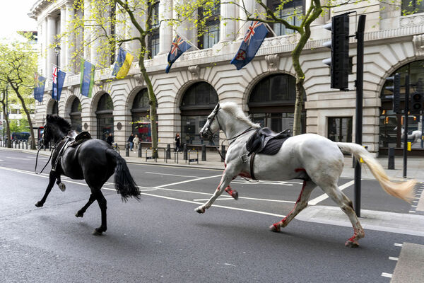 Pa Londonas ielām 24. aprīlī skrējuši zirgi, kas izmukuši no mācībām. Foto: ordan Pettitt/PA via AP