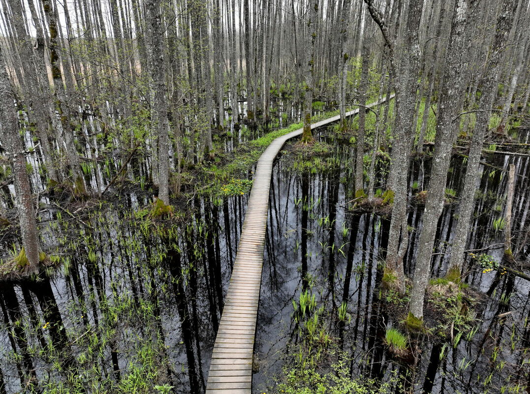 Slokas ezera taka Ķemeru Nacionālajā parkā. Foto: Zane Bitere/LETA