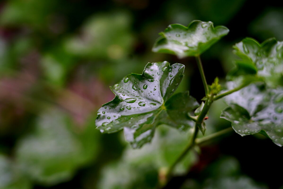 Lietus lāses uz pelargoniju lapām. Foto: Zane Bitere/LETA