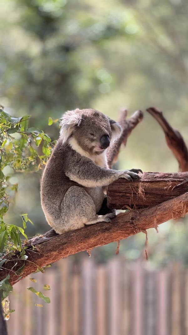 Koala lācis Foto: Publicitātes