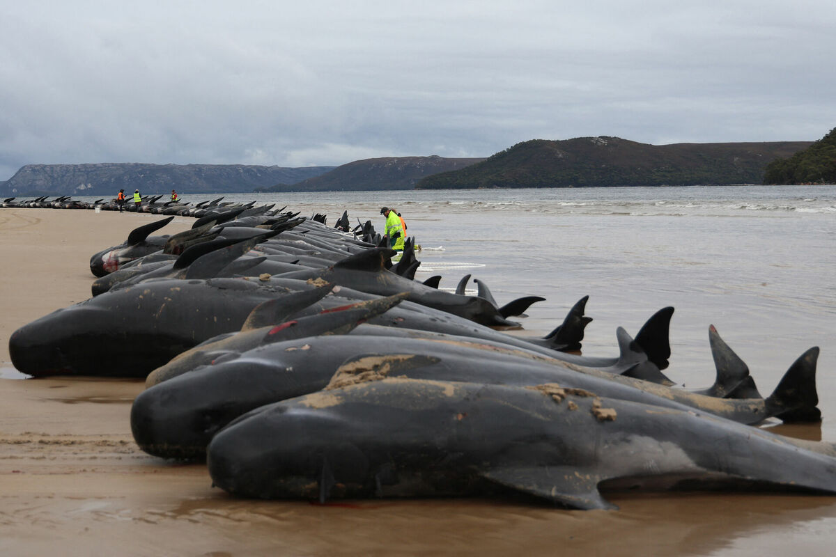 Austrālijas pludmalē izmetušās vairāk nekā 100 grindas. Foto: Glenn NICHOLLS / AFP
