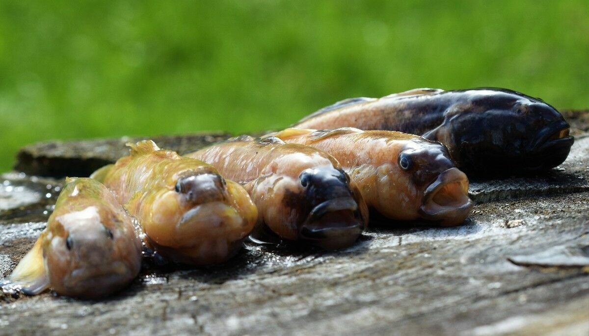 Apaļais jūrasgrundulis. Foto: Gunta Gabrāne/LIFE REEF