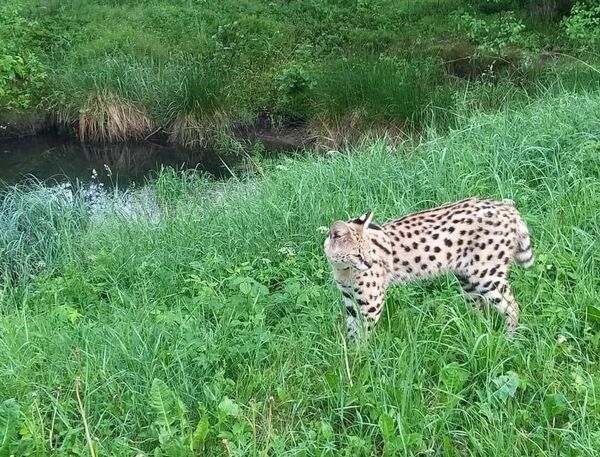 Noklīdušais servals. Foto: Bloom House/Facebook