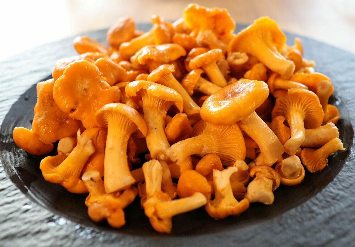 Gailenes. Foto: @scribalibrarius/X