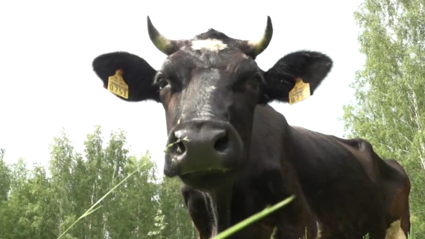 Foto: "360TV Ziņneši"