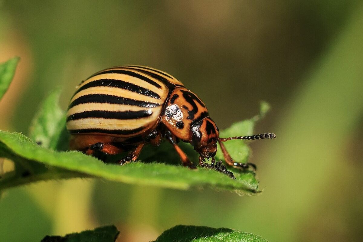 Kolorādo vabole. Foto: Pixabay