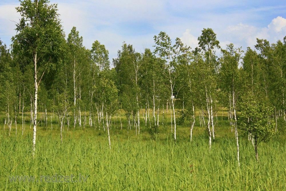 Foto: redzet.lv/Līga Matsone