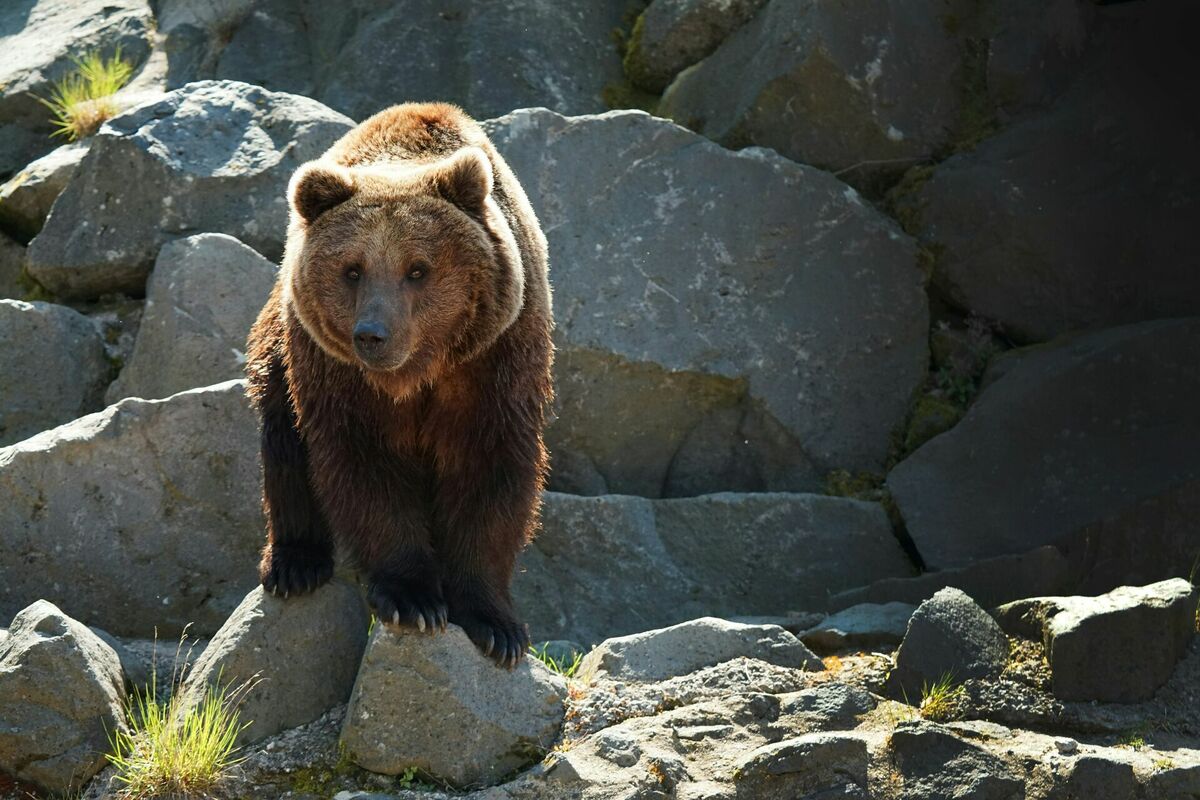 Brūnais lācis. Foto: Unisplash