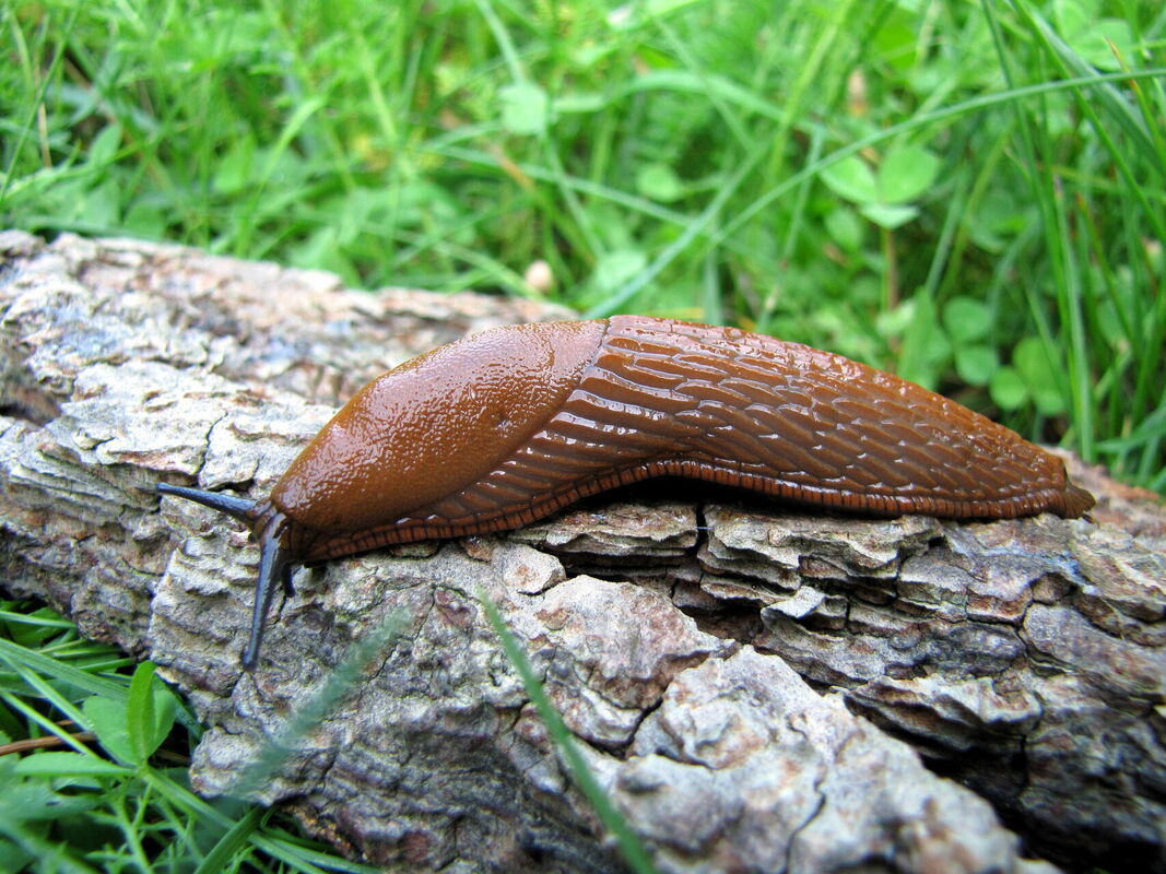 Spānijas kailgliemezis "Arion lusitanicus". Foto: LETA