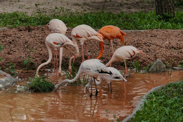 Jaunā flamingu mītne Rīgas Zoodārzā. Foto: Rīgas Zoodārzs/Facebook