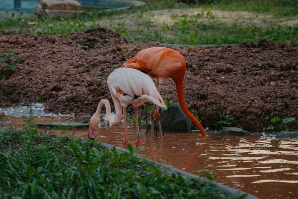 Jaunā flamingu mītne Rīgas Zoodārzā. Foto: Rīgas Zoodārzs/Facebook