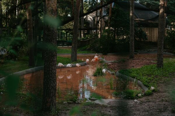 Jaunā flamingu mītne Rīgas Zoodārzā. Foto: Rīgas Zoodārzs/Facebook