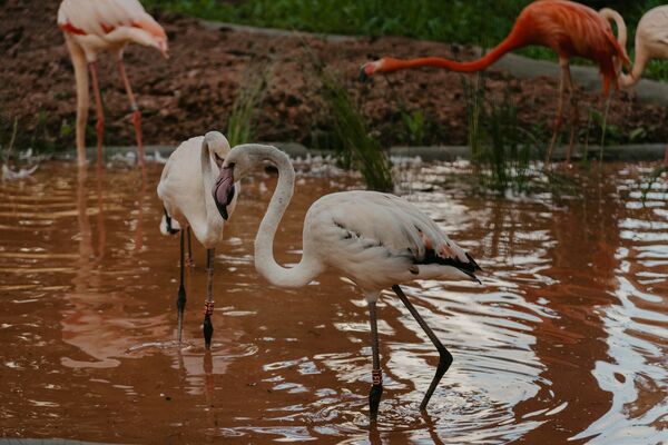 Jaunā flamingu mītne Rīgas Zoodārzā. Foto: Rīgas Zoodārzs/Facebook