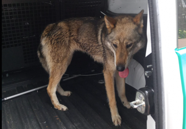 Policijas notvertais dzīvnieks. Foto: "X"/Zoopolicija