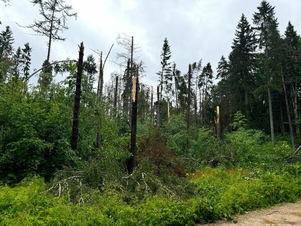 Tērvetes dabas parks jau atkal cietis vētrā. Foto: Latvijas valsts mežu dabas parks Tērvetē/Facebook