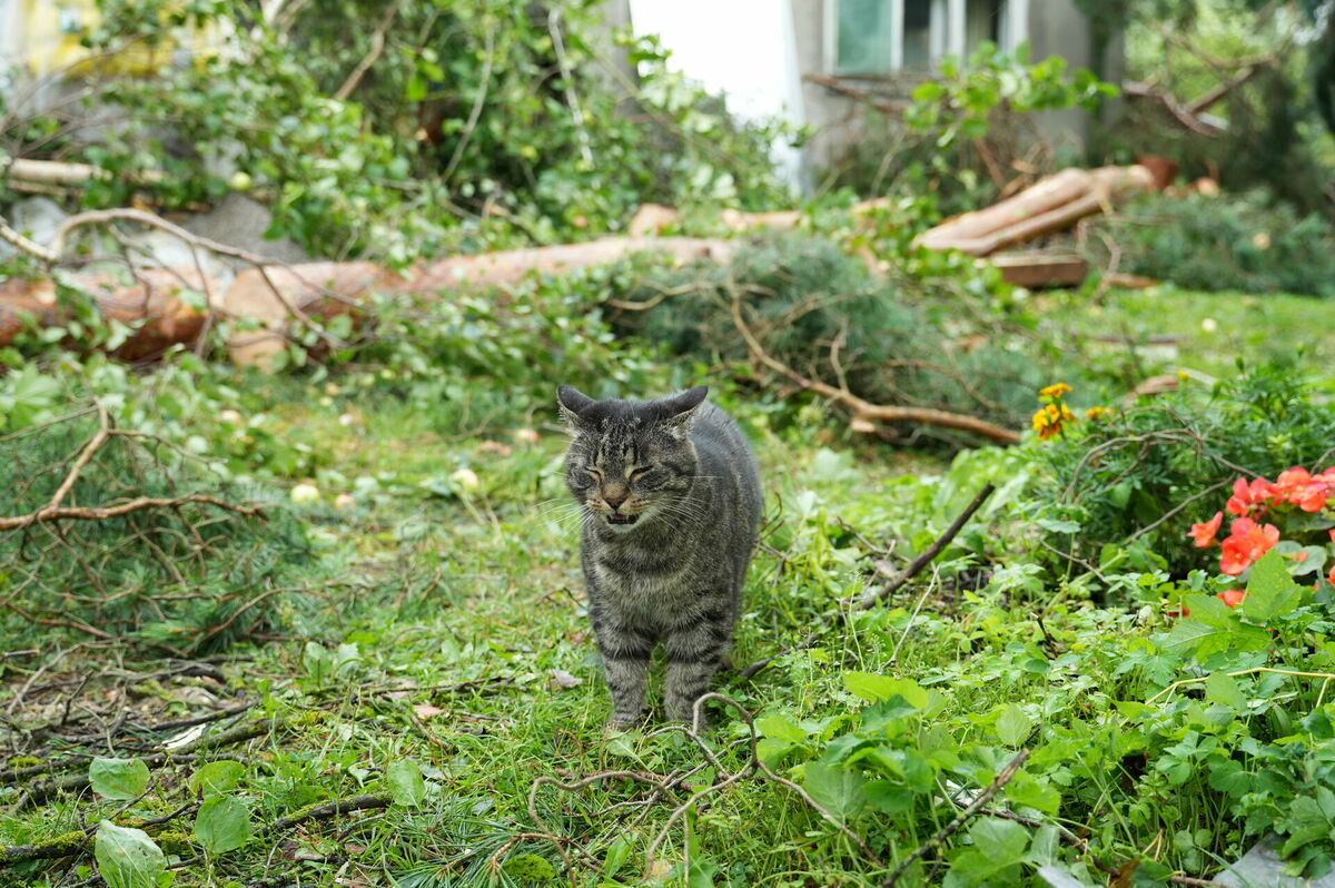 Stiprā lietus un vētras postījumi Telšu ielā Kauguros. Foto: Lita Millere/LETA