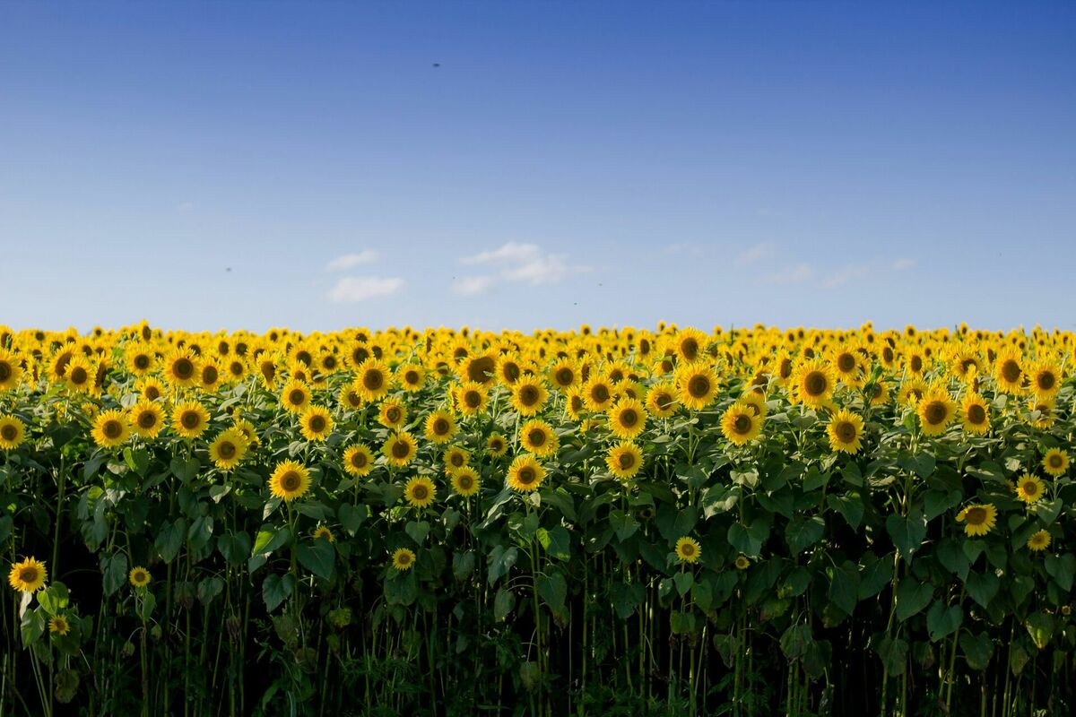 Saulespuķes. Foto: Unisplash