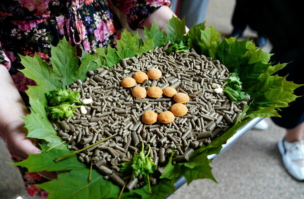 Žirafes Vakilijas piecu gadu jubilejas svinības Rīgas Zooloģiskajā. Foto: Paula Čurkste/LETA