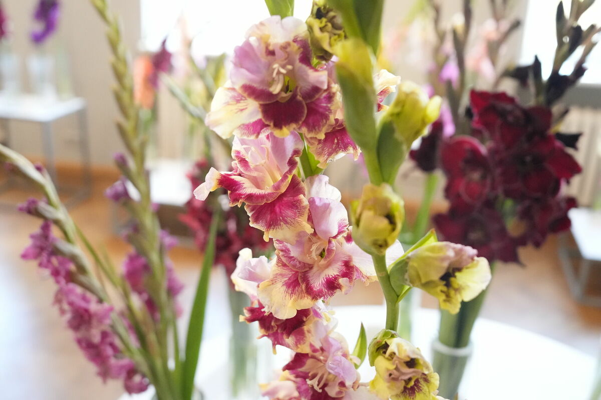 Gladiolas. Foto: Edijs Pālens/LETA