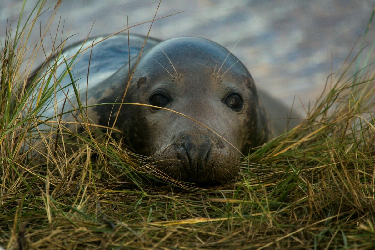 Pelēkais ronis. Foto: Unisplash