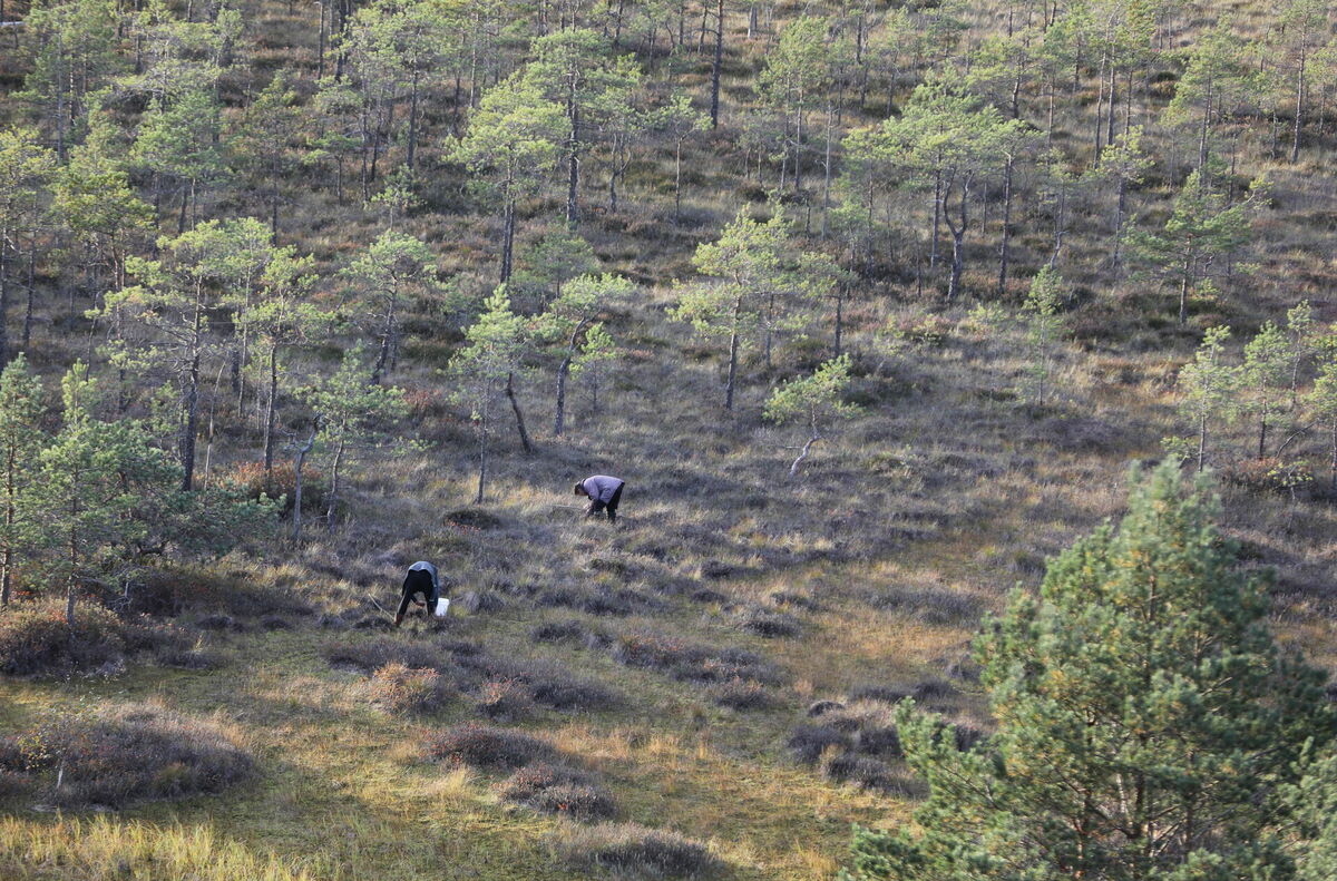 Ogotājas Teiču dabas rezervātā. Foto: Evija Trifanova/LETA