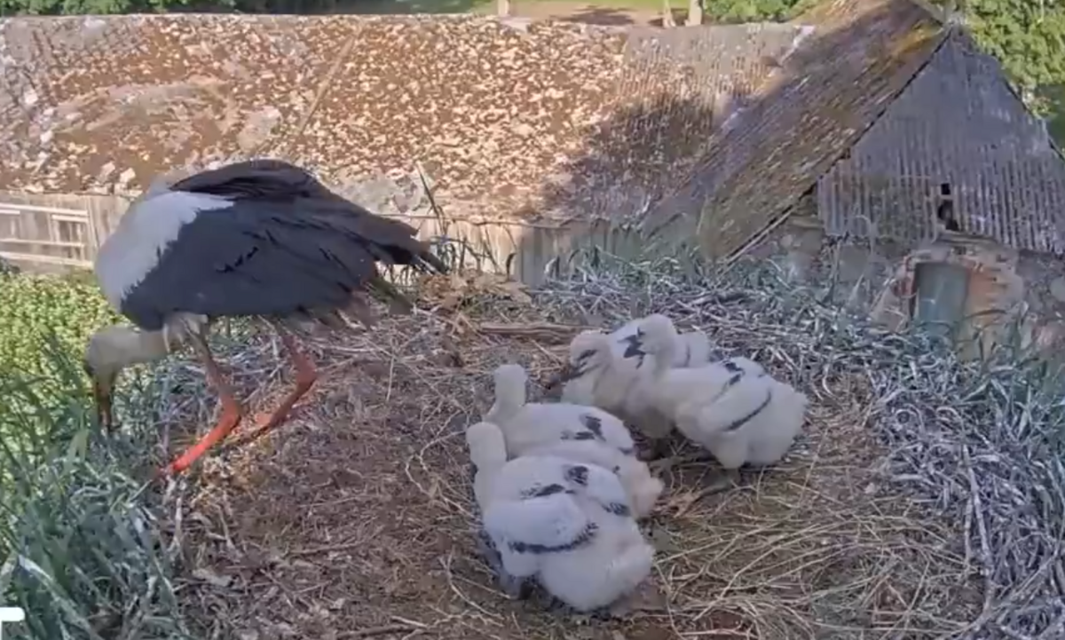 Balto stārķu ligzda. Foto: Ekrānšāviņš no Sadales Tīkls video