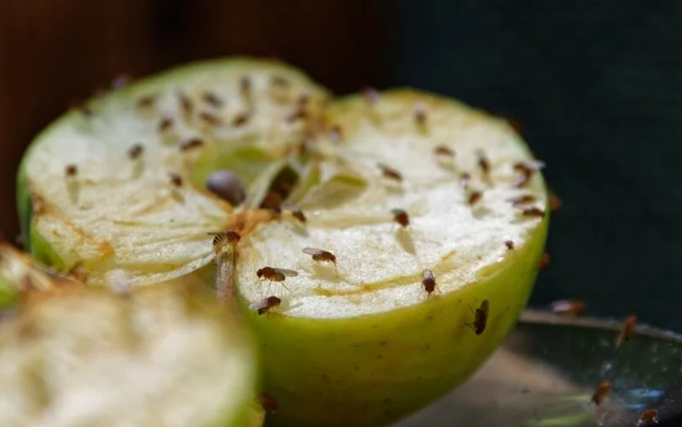 Augļu mušiņas jeb drozofilas. Foto: Thorn Pest Solutions