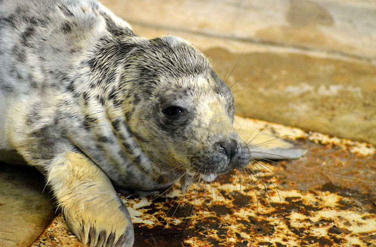 oņu mazulis Rīgas Zooloģiskā dārzā. Foto: Zane Bitere/LETA