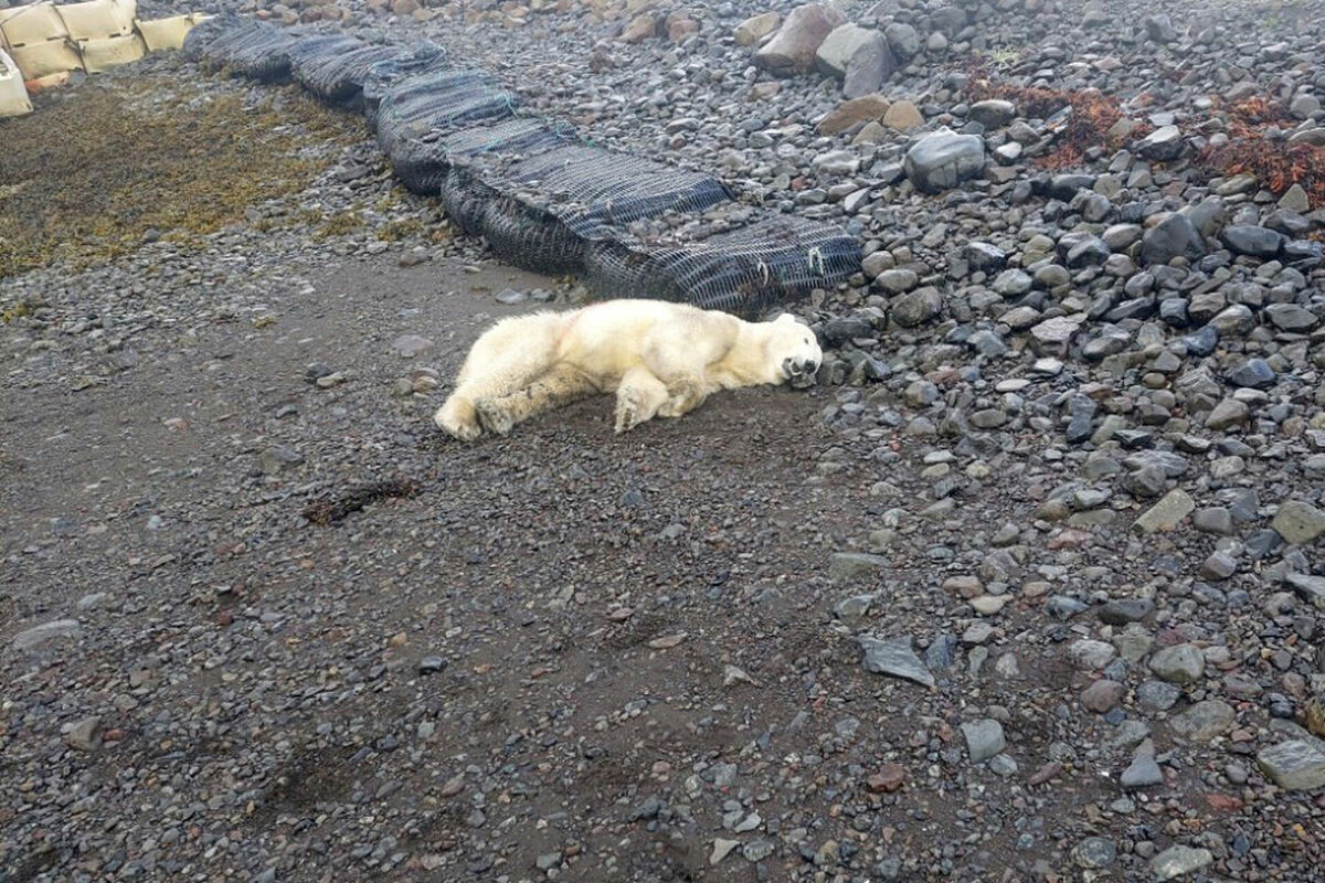 Islandē nošautais polārlācis. Foto: scanpix/Ingvar Jakobsson via AP