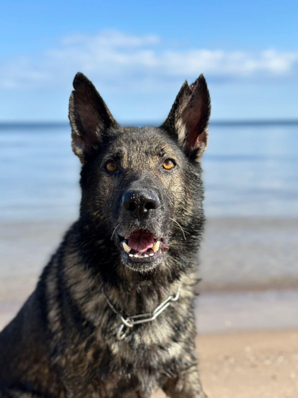 Pedro. Foto: Valsts policija