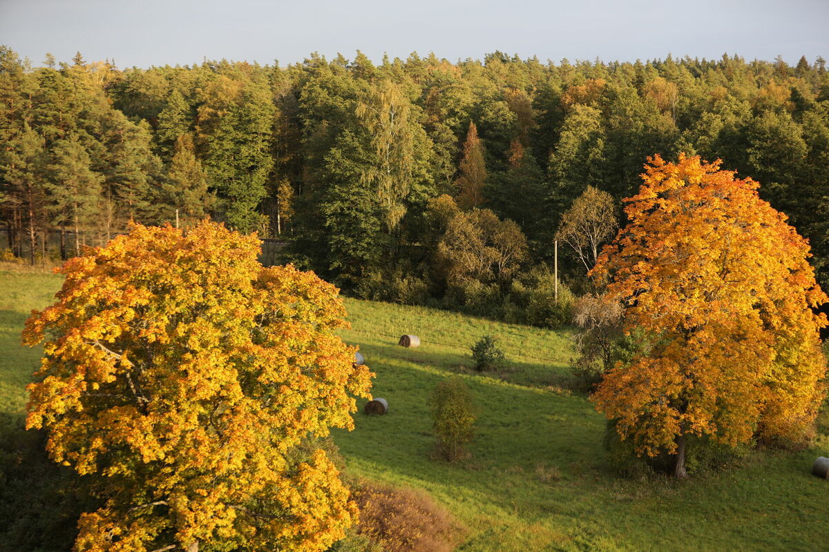 Rudens ainava. Foto: Evija Trifanova/LETA