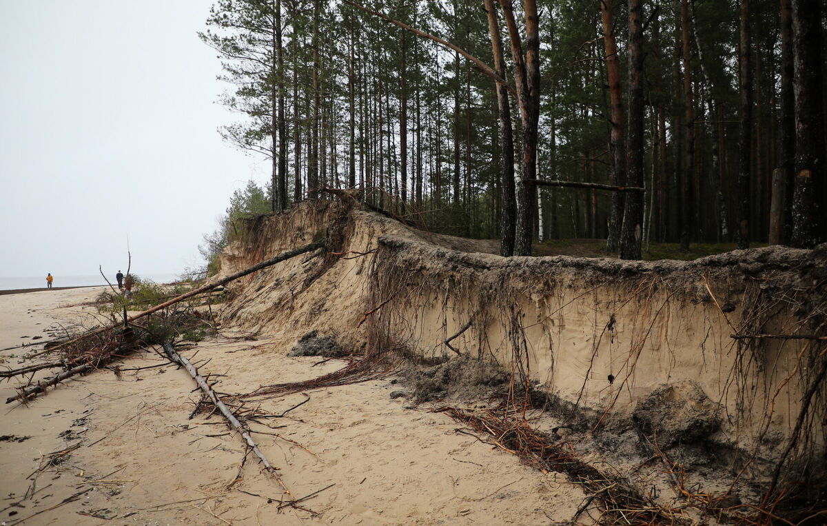 Nogruvis krasts un sagāzušies koki Vakarbuļļu pludmalē. Foto: Evija Trifanova/LETA